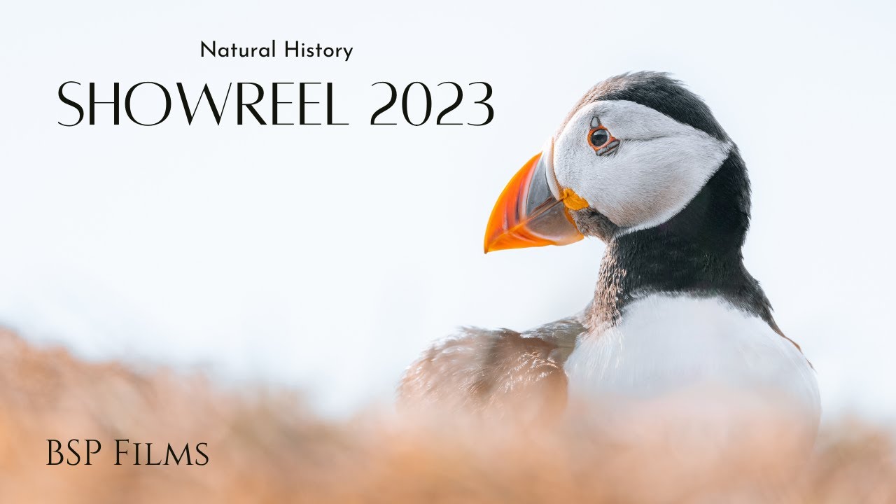 Wildlife Filmmaking Showreel 2023 | Wildlife DOP & Filmmaker | BSP Natural History & Travel Films