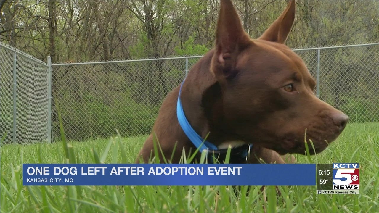 Meet the one and only dog left after Wayside Waifs’ adoption event