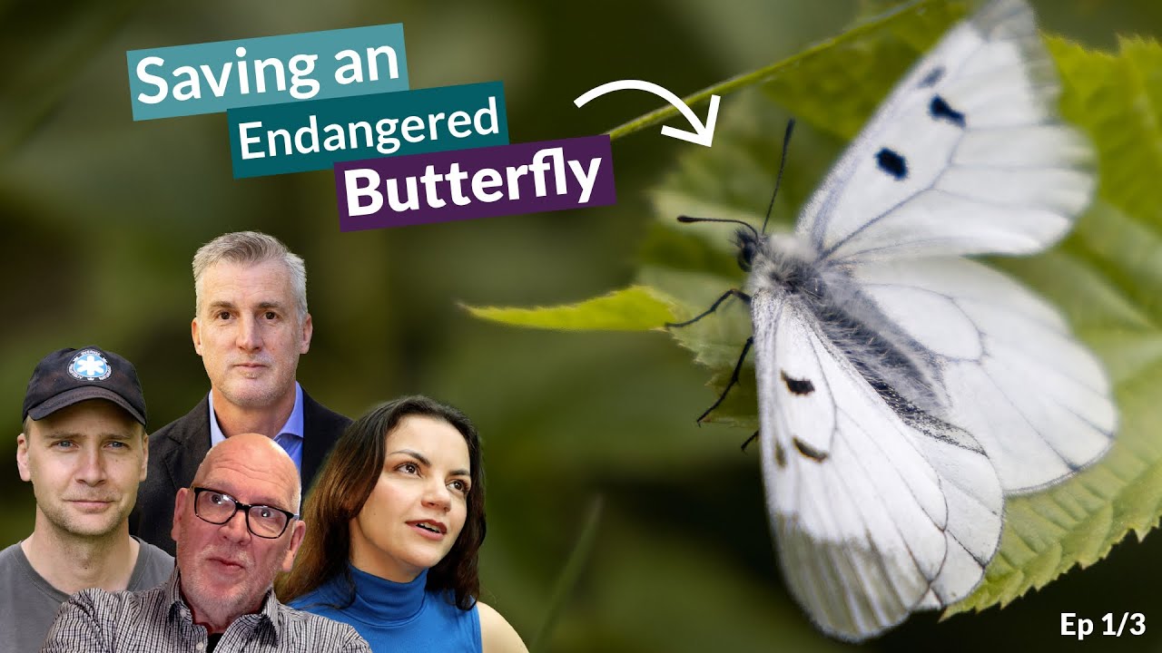 The Endangered Clouded Apollo | To Save a Butterfly – mini-series Ep 1/3