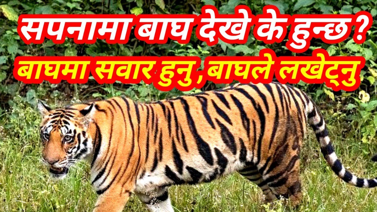 सपनामा बाघ देखे के हुन्छ ? बाघमा सवार हुनु बाघले लखेटेको देख्नु । बाघलाई विभिन्न अवस्थामा देख्नु