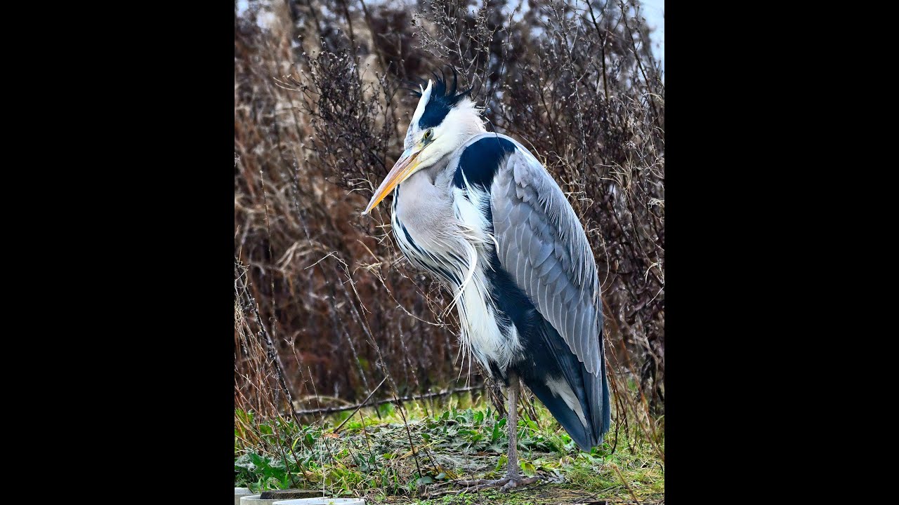 a bit dull and windy but a nice day in Poole park 12/01/26 nice birds and people to talk with #birds