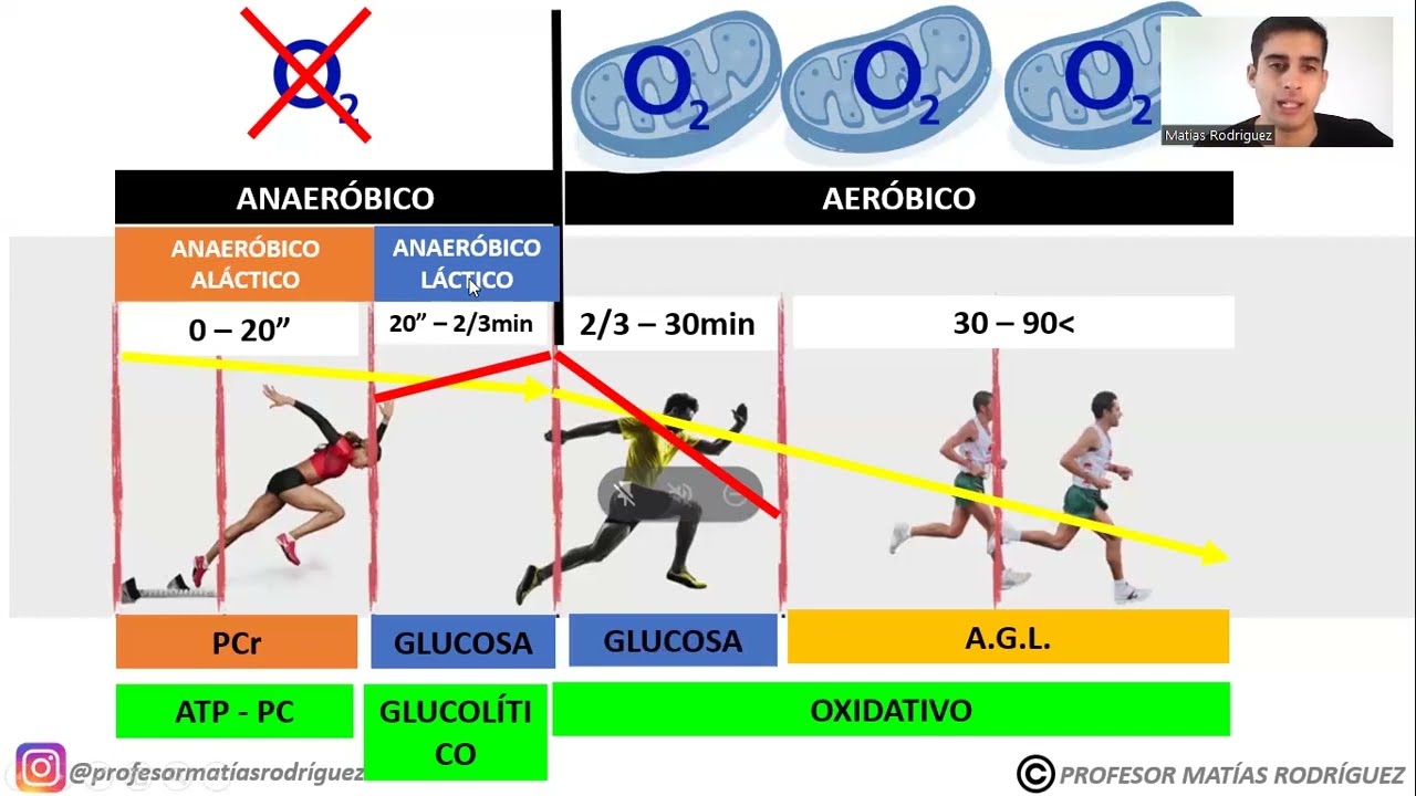 ASÍ FUNCIONAN tus SISTEMAS ENERGÉTICOS 💥 (Fácil y sencillo)