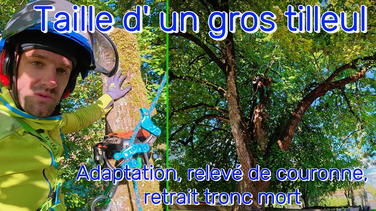 #elagage Taille d' un joli tilleul ; la pieuvre !