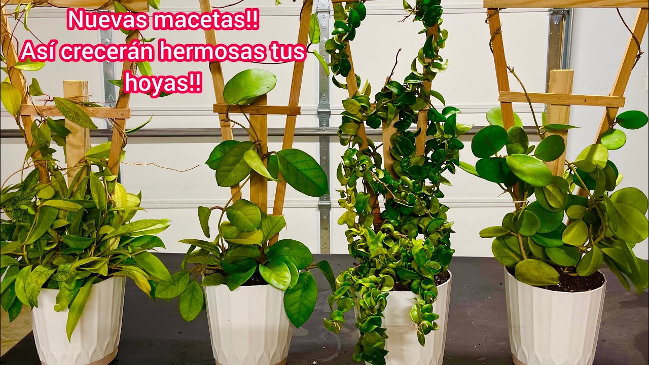 Trasplantando flor de cera con el mejor sustrato  crecerán muy rápido