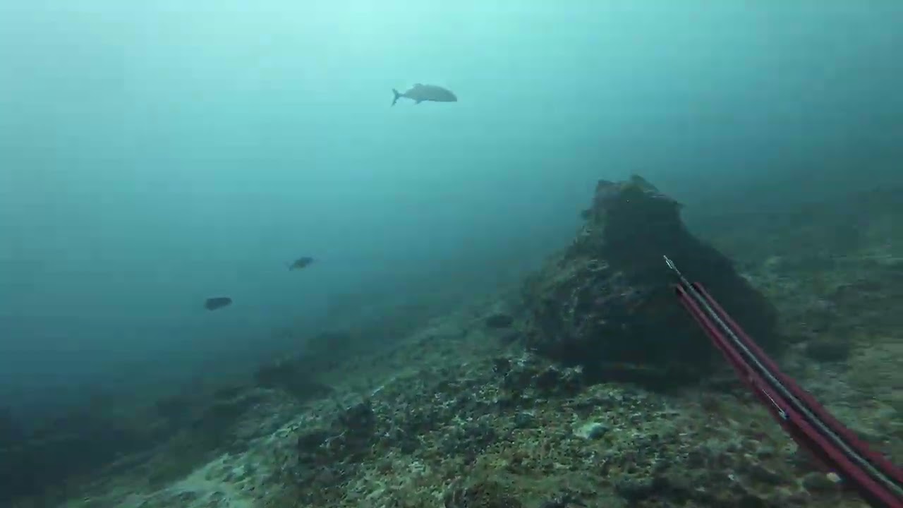 Spearfishing The Solomon Islands Blue Fin Trevally 