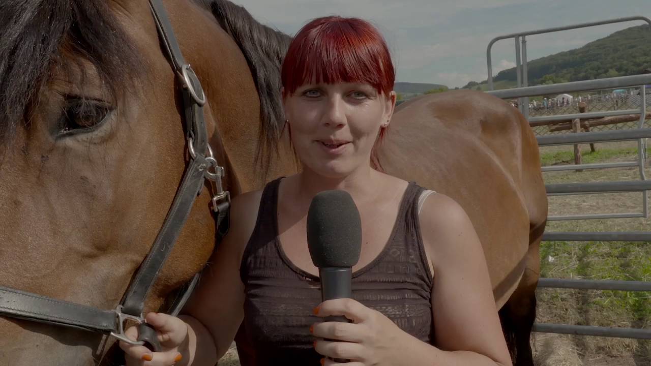 Fest der Pferde 2016