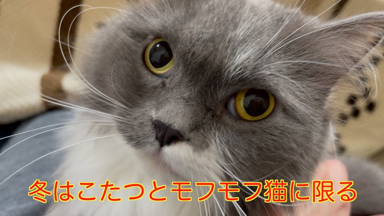冬はこたつとモフモフ猫に限る