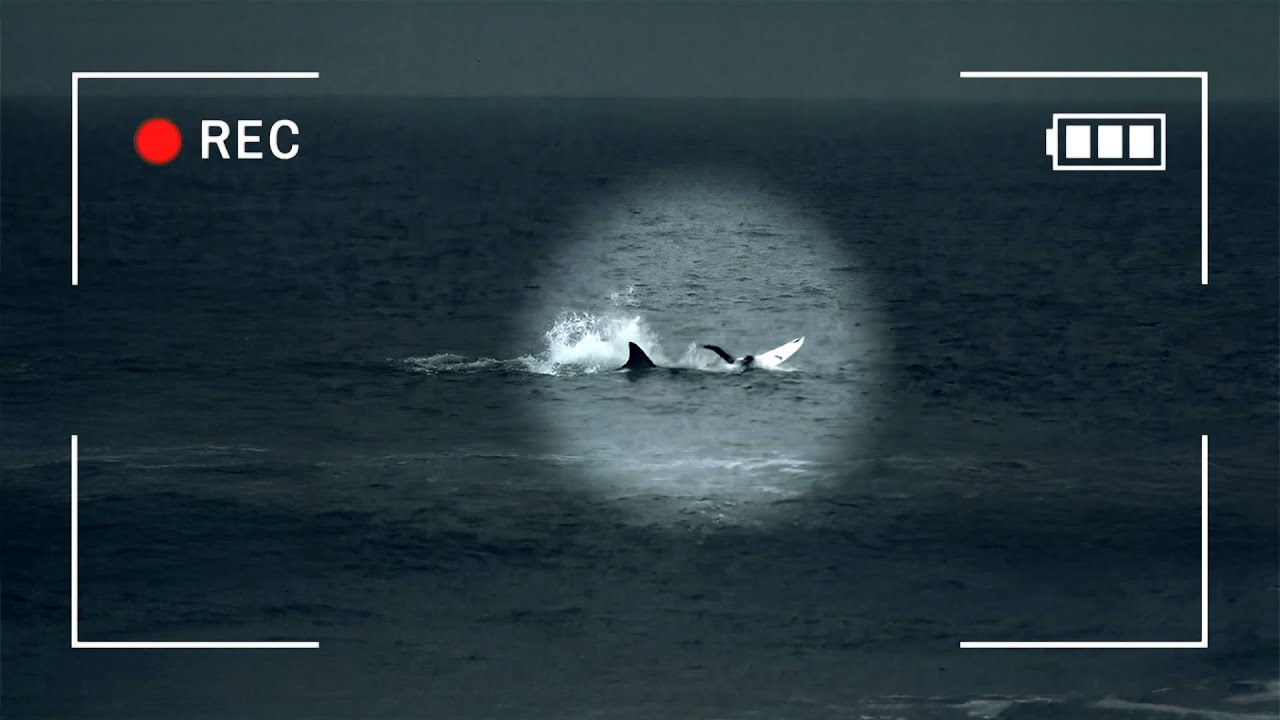 The Recent Shark Attacks in Australia (With Actual Camera Footage)