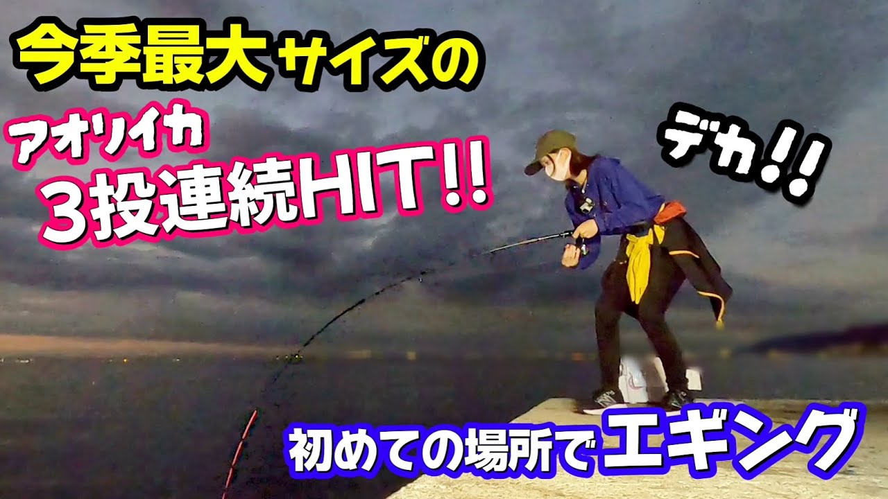 【エギング】今季最大サイズのアオリイカが3投連続HIT!! 全部このエギで釣れました✨