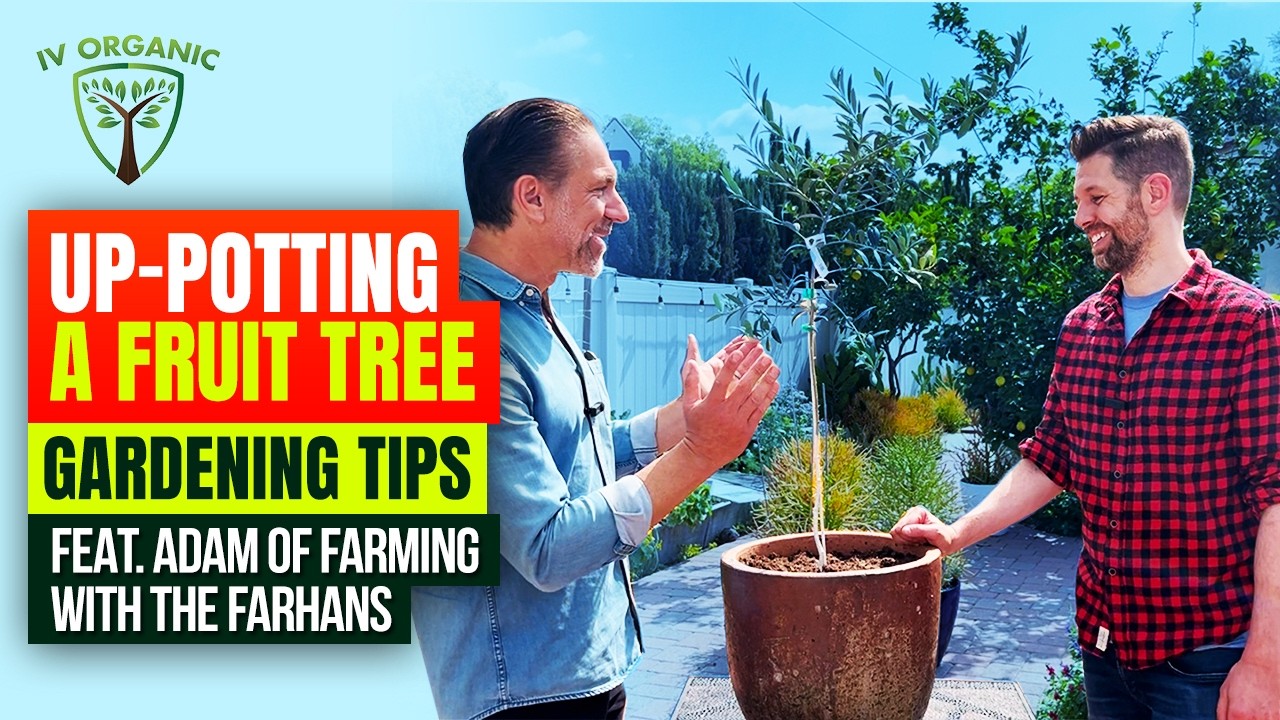 Potting A Fruit Tree Gardening Tips with Adam @farmingwiththefarahans9293