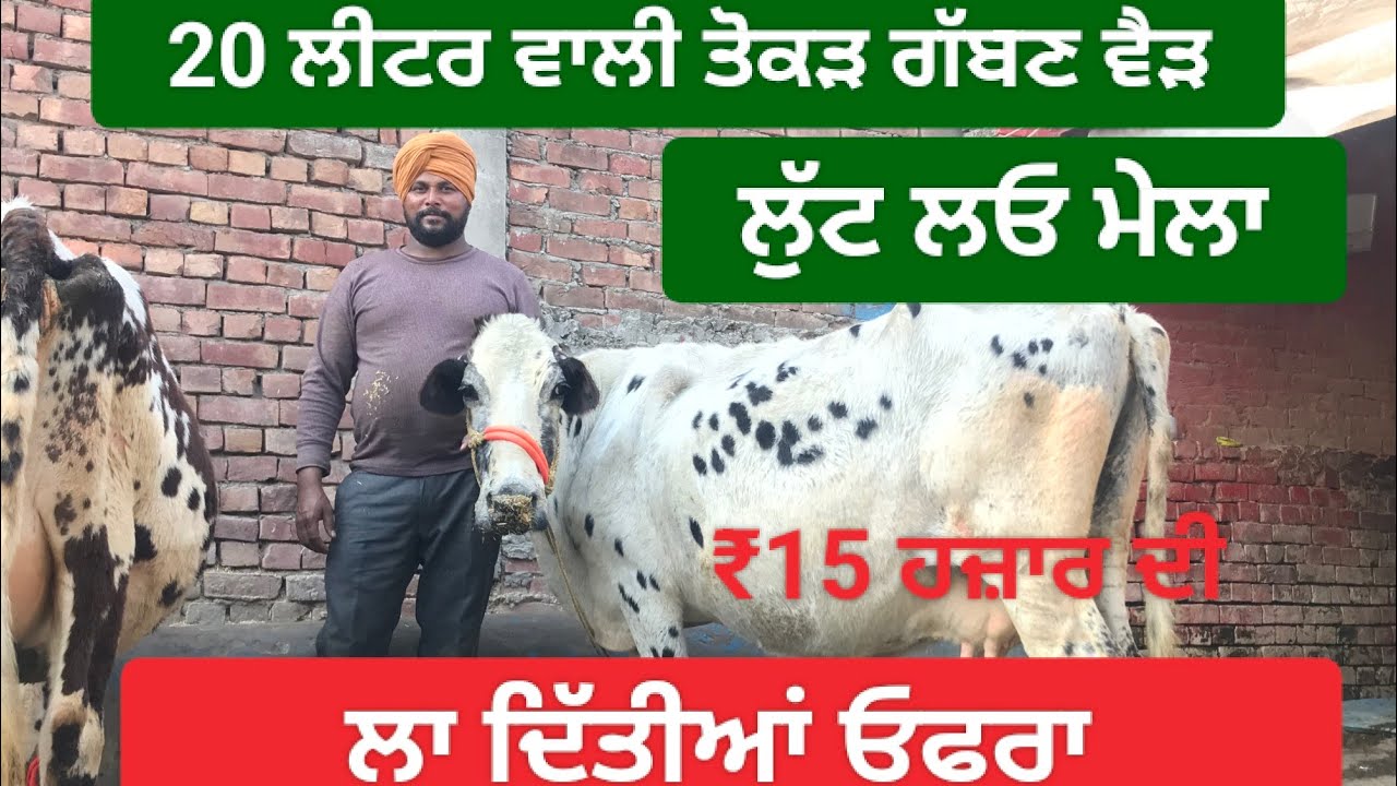  ਤੋਕੜ ਗੱਬਣ ਗਾ  ਸੇਲ cow for sale 9501296185