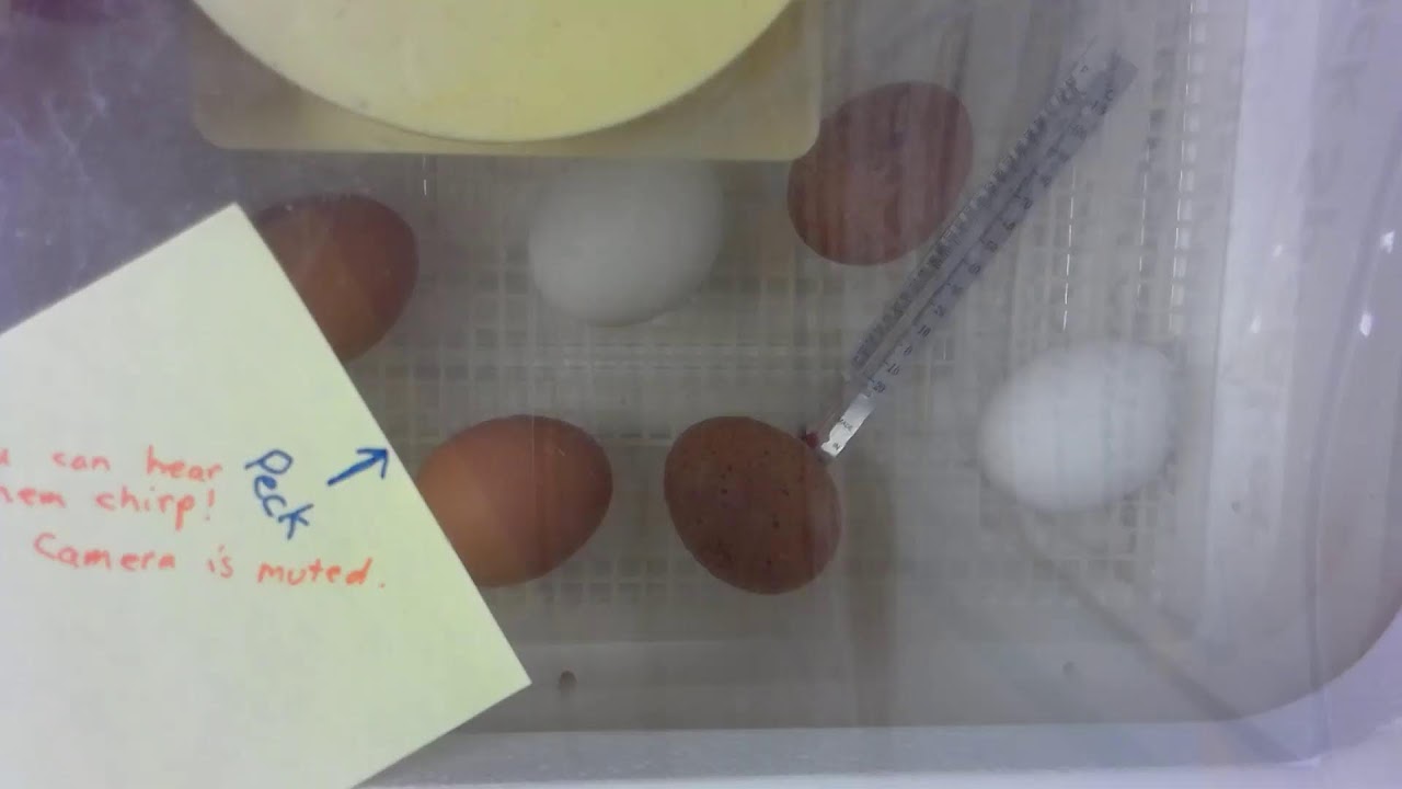 Hatching Cam (2/2/26)