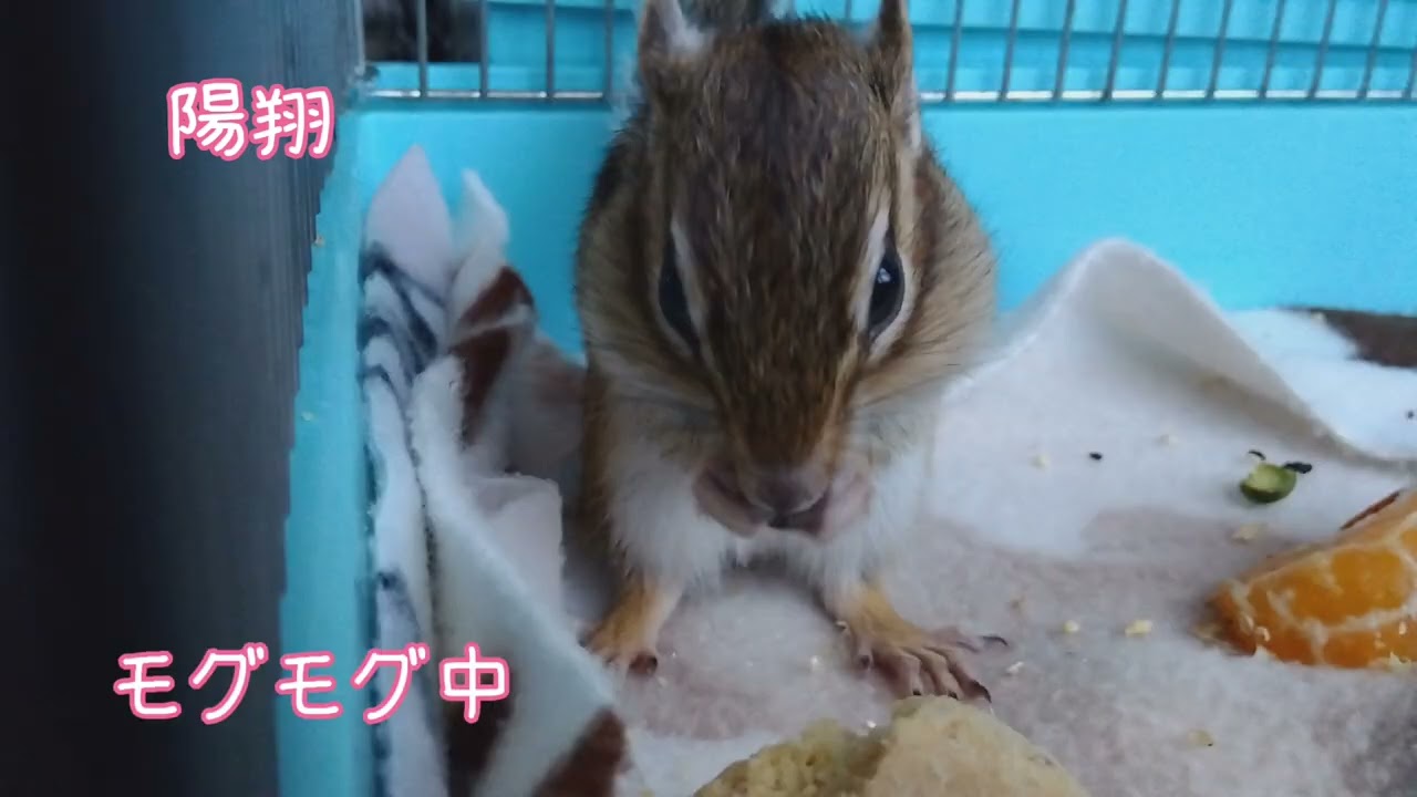 シマリス『ゆき』『陽翔』