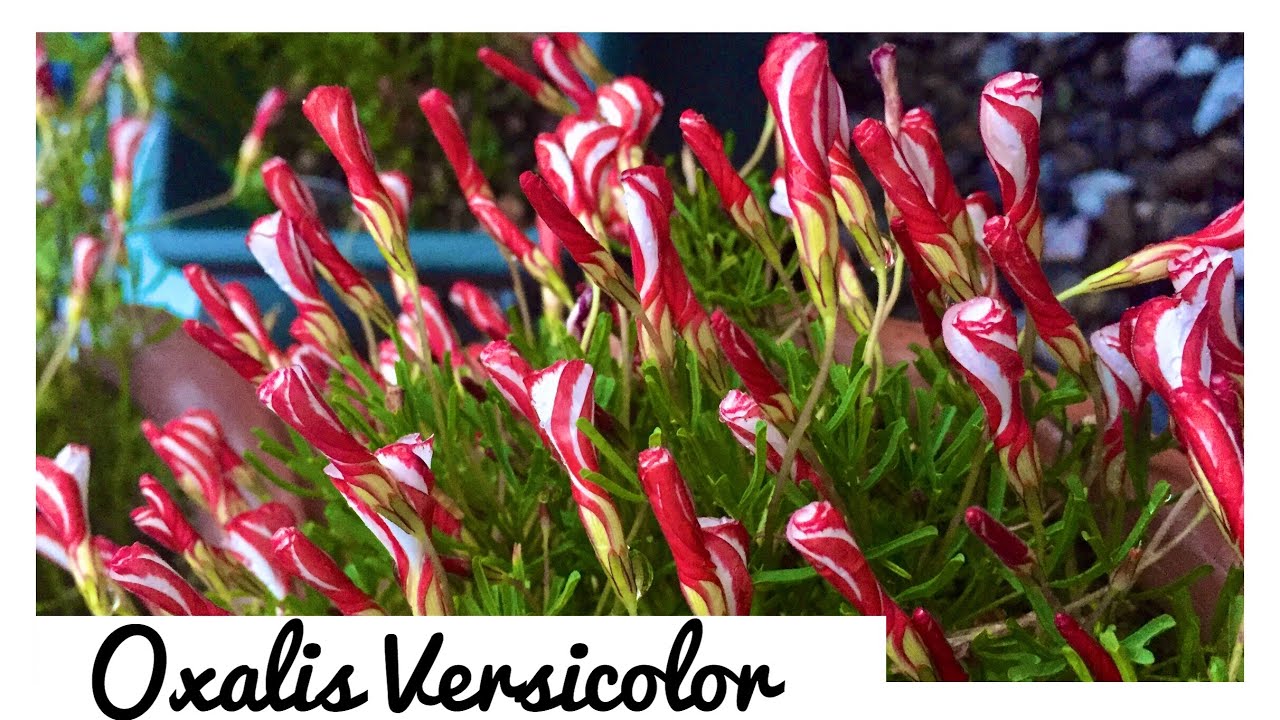 Oxalis Versicolor ( Planta do meu jardim )