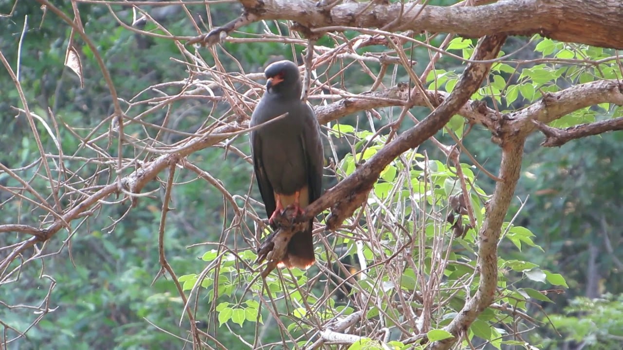 Pantanal - Brazil: Birds and Wildlife