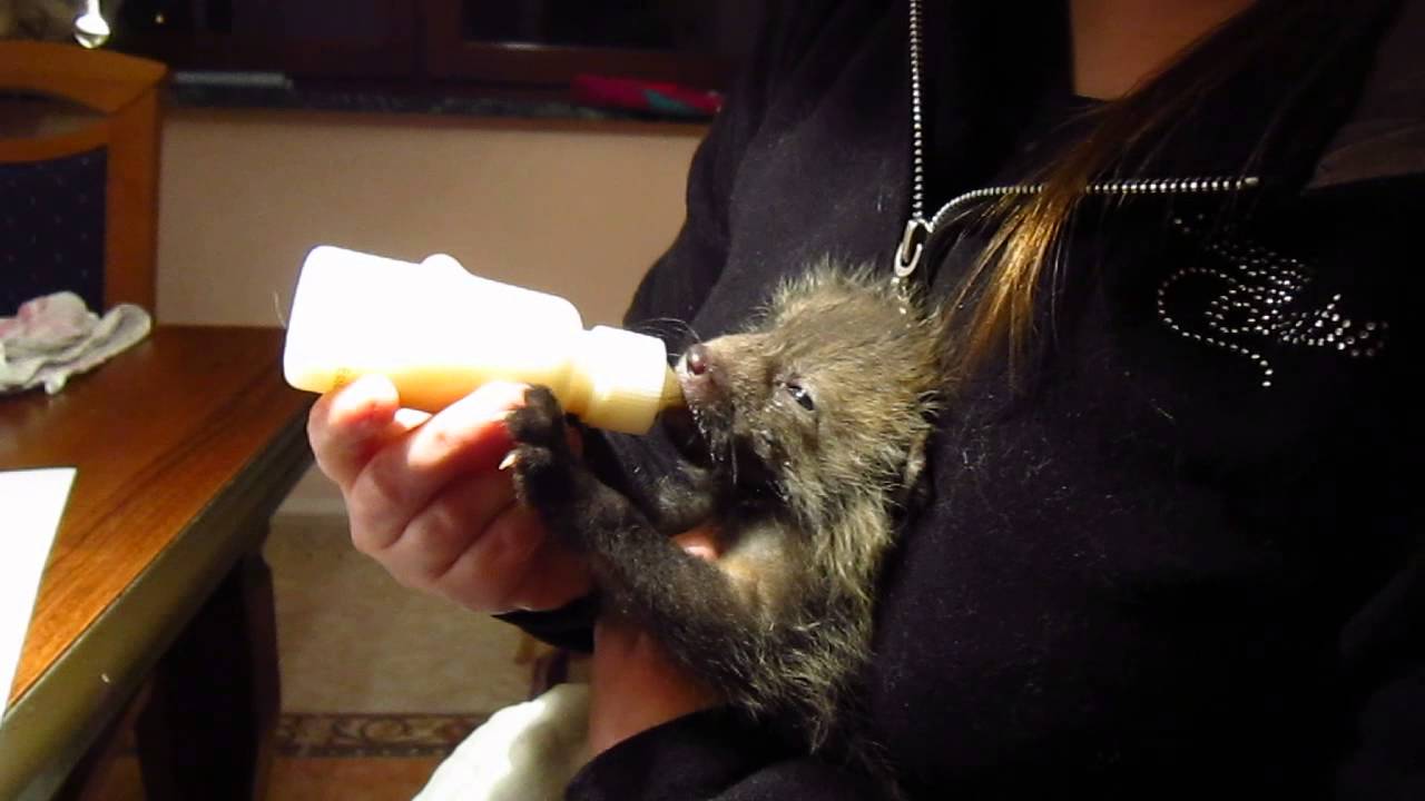 Bottle-feeding Mireya, the orphaned fox kit