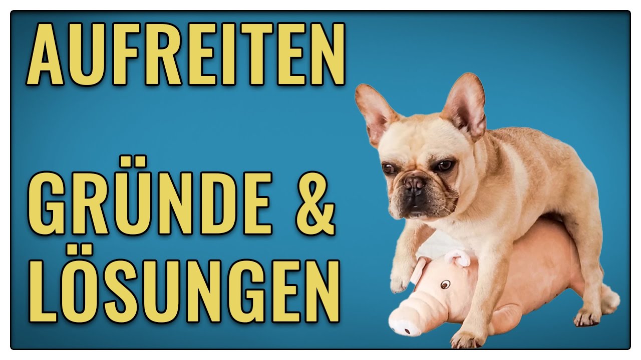 5 mögliche Gründe warum dein Hund aufreitet - TGH 368