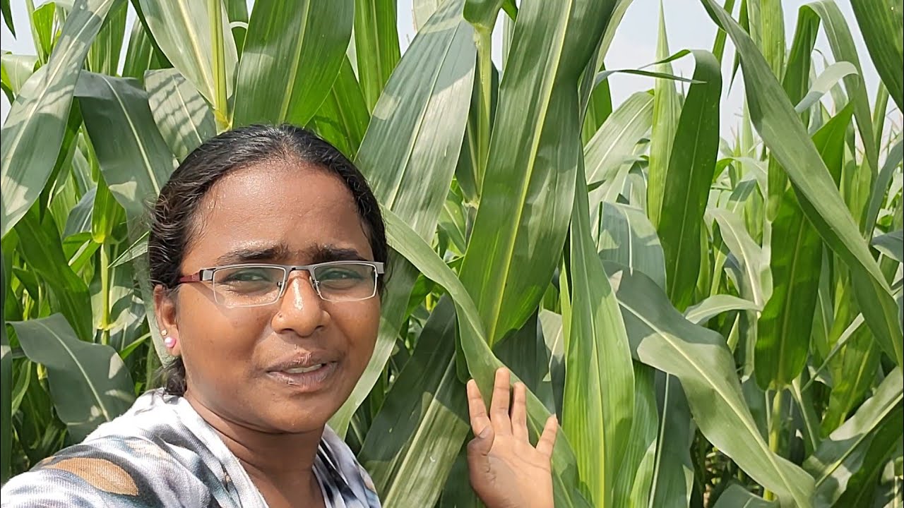 🥹మొక్కజొన్న చేను చూడక చాలా రోజులు అవుతుంది మా ఆయన ఏమో ఒంగోలు వెళ్ళాడు మొక్కజొన్న చూద్దామని వెళ్లాను