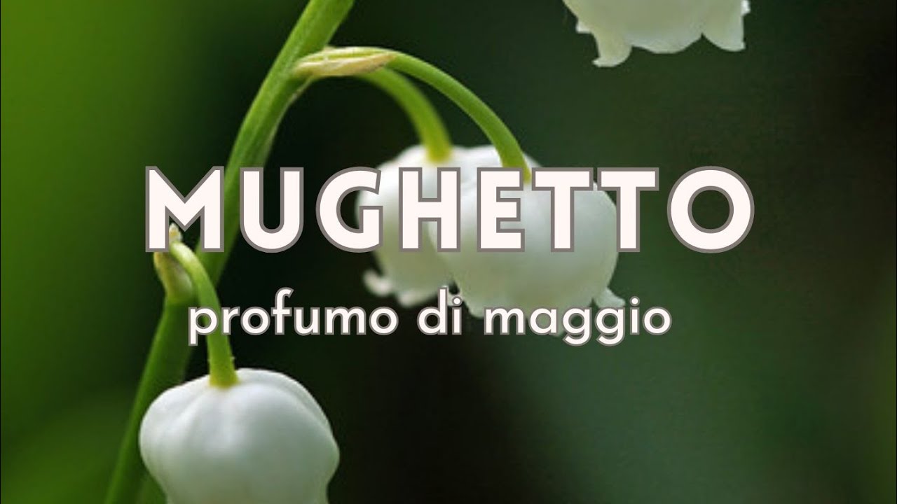 Mughetto, profumo di Maggio.