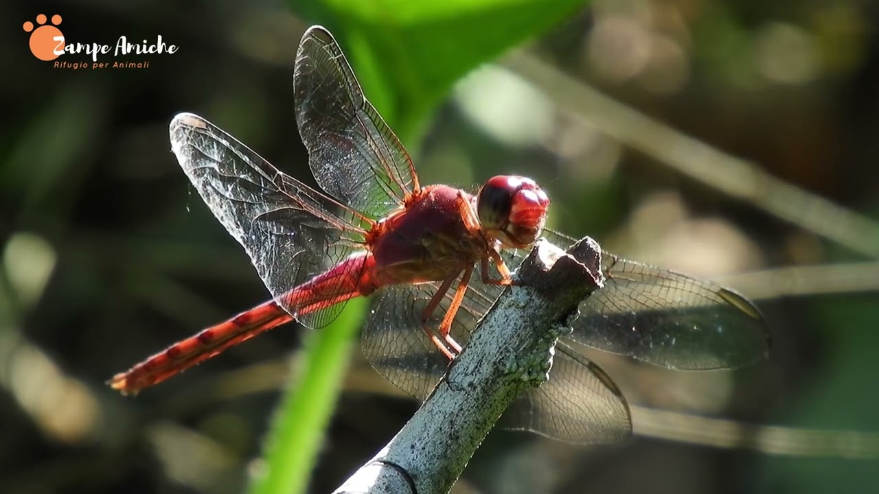 Libellula: Guida Completa, Curiosità e Ruolo Nell'Ecosistema! ANIMALI📢