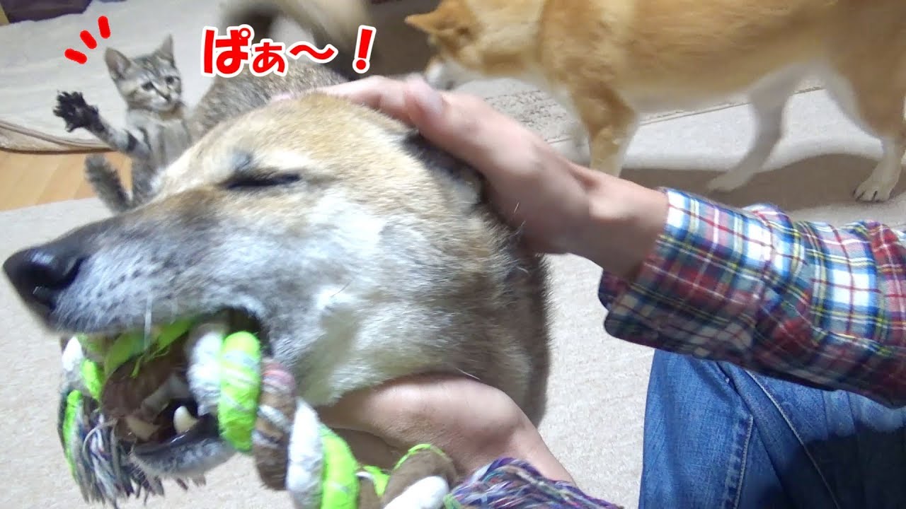 温かく子猫を見守る柴犬は父ちゃん帰宅で大はしゃぎ！--Play friends Shiba Inu and kittens--