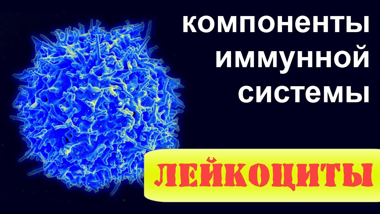 ЛЕЙКОЦИТЫ. Клетки иммунной системы. Основы иммунологии  и цитологии | ИММУННАЯ СИСТЕМА ЧЕЛОВЕКА