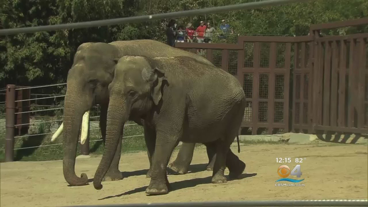 Smithsonian Zoo Attempting To Breed Asian Elephants