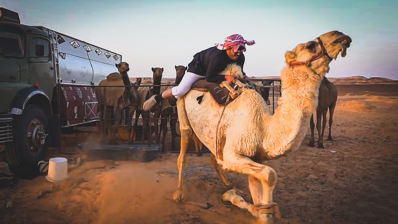 يسكن الصحراء والأبل عائلته الحلقـ20ـه