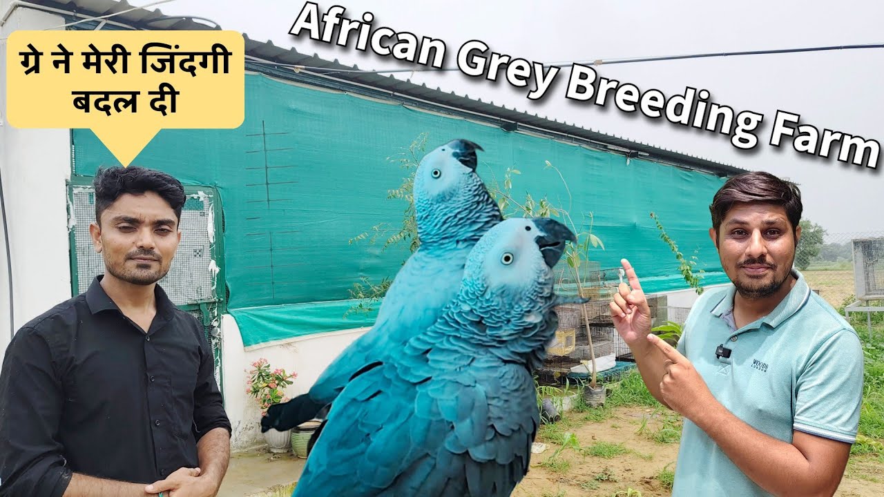African Grey Parrot Breeding Farm | HA Aviary Danta Gujarat | @Pet Guru 2.0