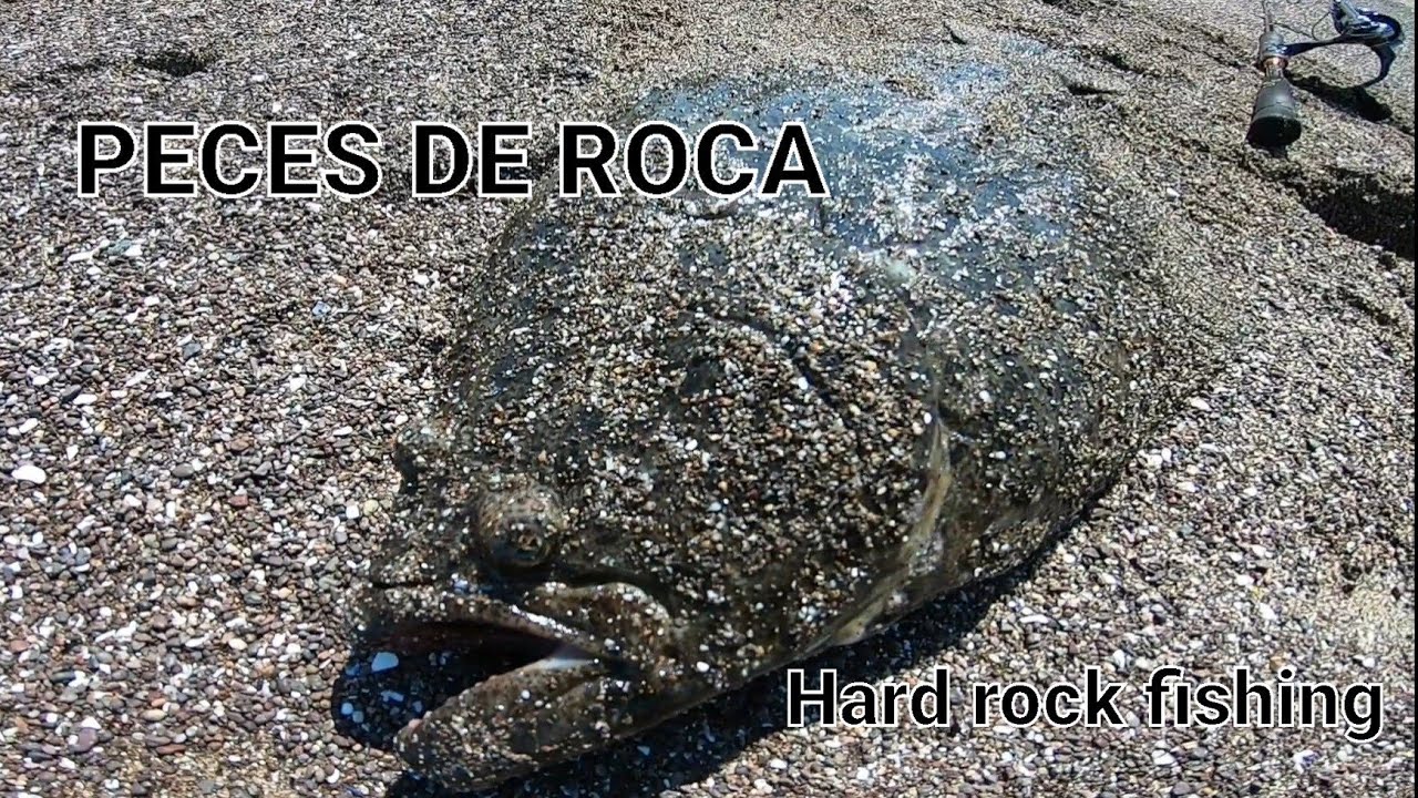 Peces de Roca, Hardrockfishing pesca en antofagasta, lenguados, cabrillas, tomoyos