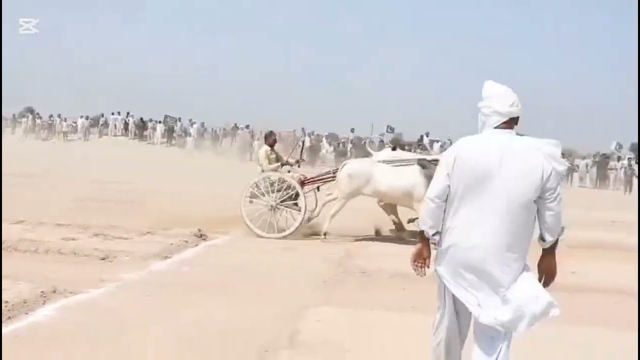 ضلع ٹوبہ دوند چوگا بیل گاڑی ریس چیمپین گاڑی ملنگ بیل تے بادل بیل 