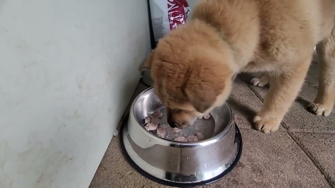 미미 돼지목살을 삶아서 줘 봤어요. 