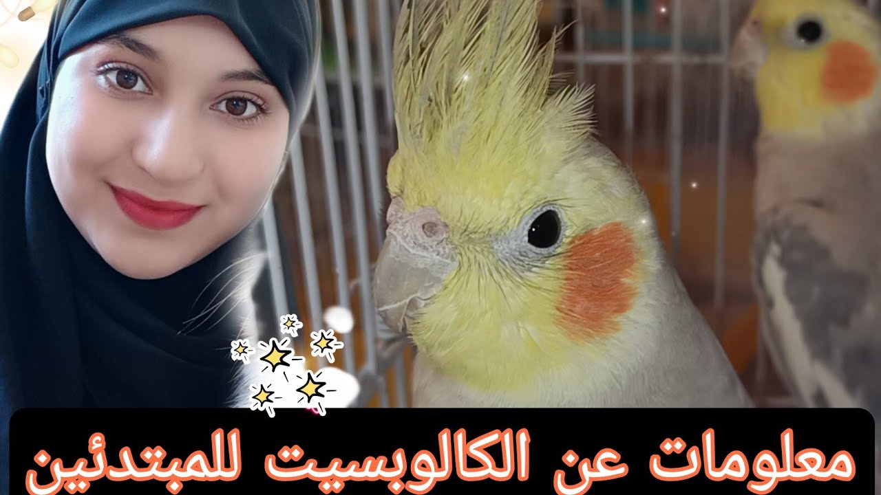تربية الكالوبسيت للمبتدئين🦜 معلومات للمقبلين على تربية الكالوبسيت 💛🧡