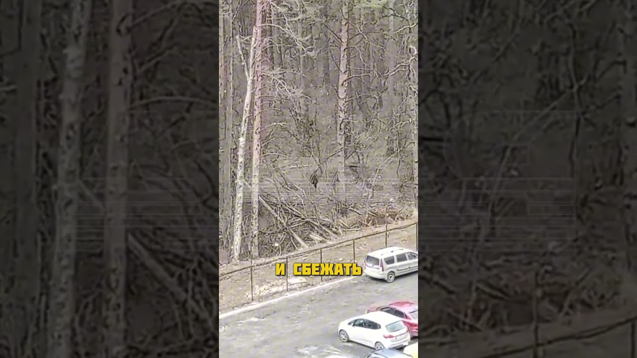 испугались полицейских 🤣 // 