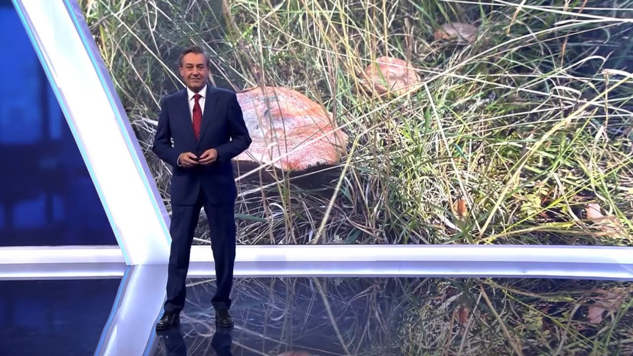 Campaña de setas en Soria