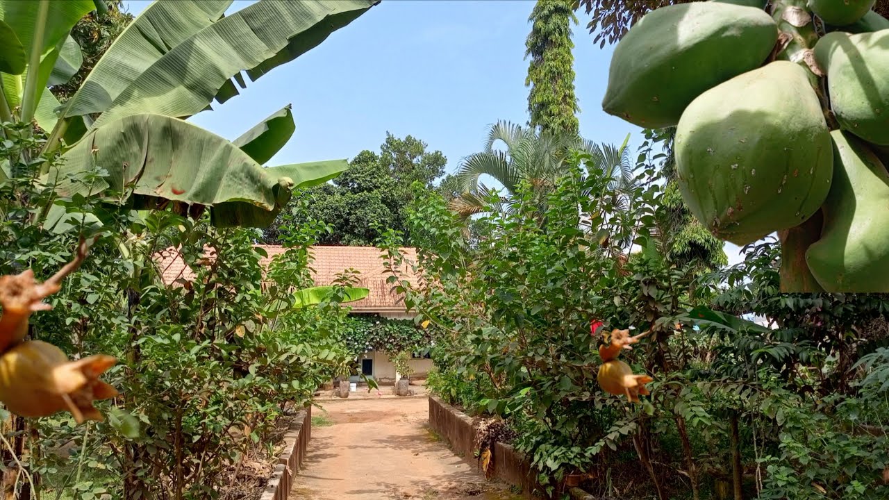 5 съедобных растений для ландшафтного дизайна, которые превратят ваш двор в настоящий оазис еды.