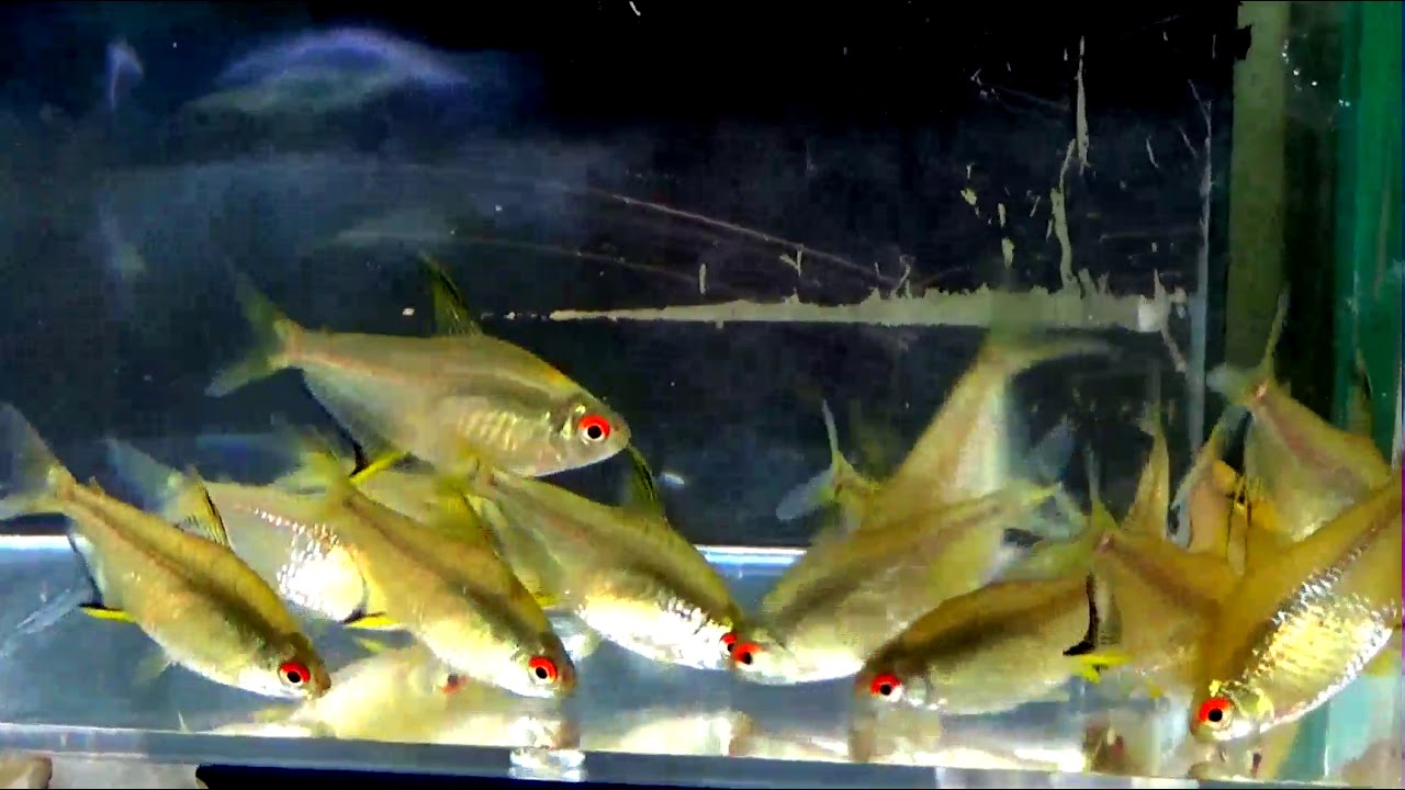lemon tetra