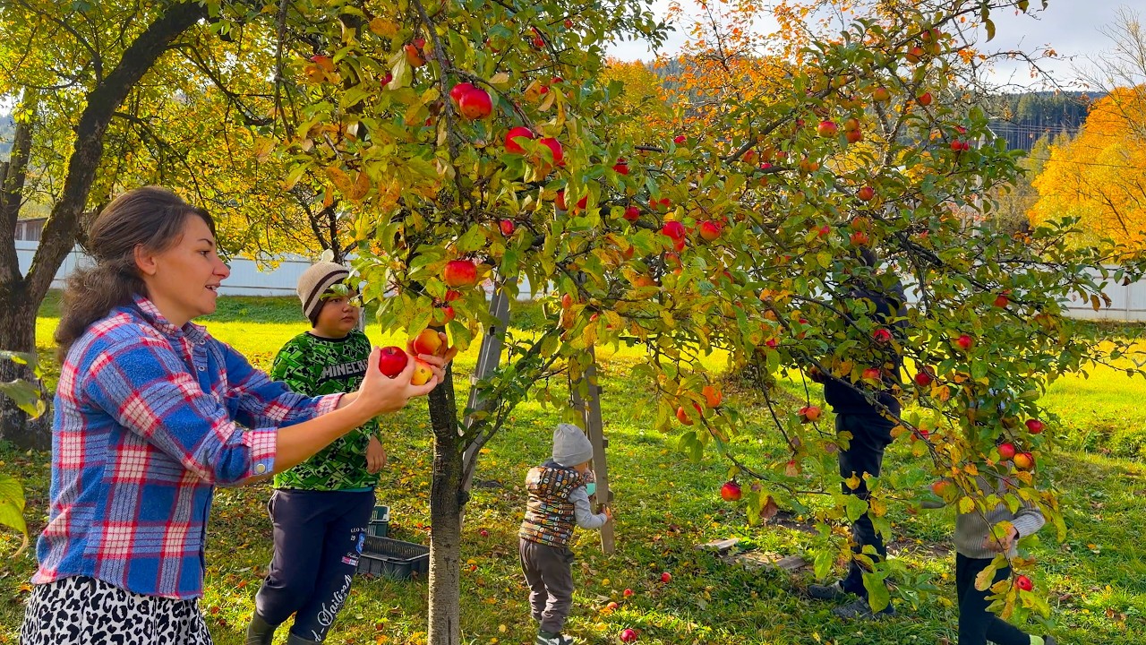 Happy Rural Family Life Marina Cooks Carpathian Banosh, Apple Harvest  Vasyl Builds Their Dream Home