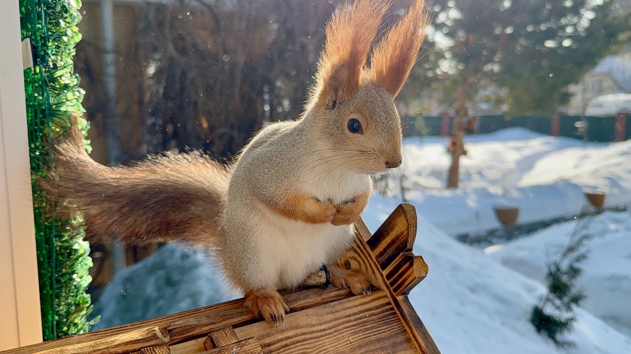 Watch This Dancing Squirrel