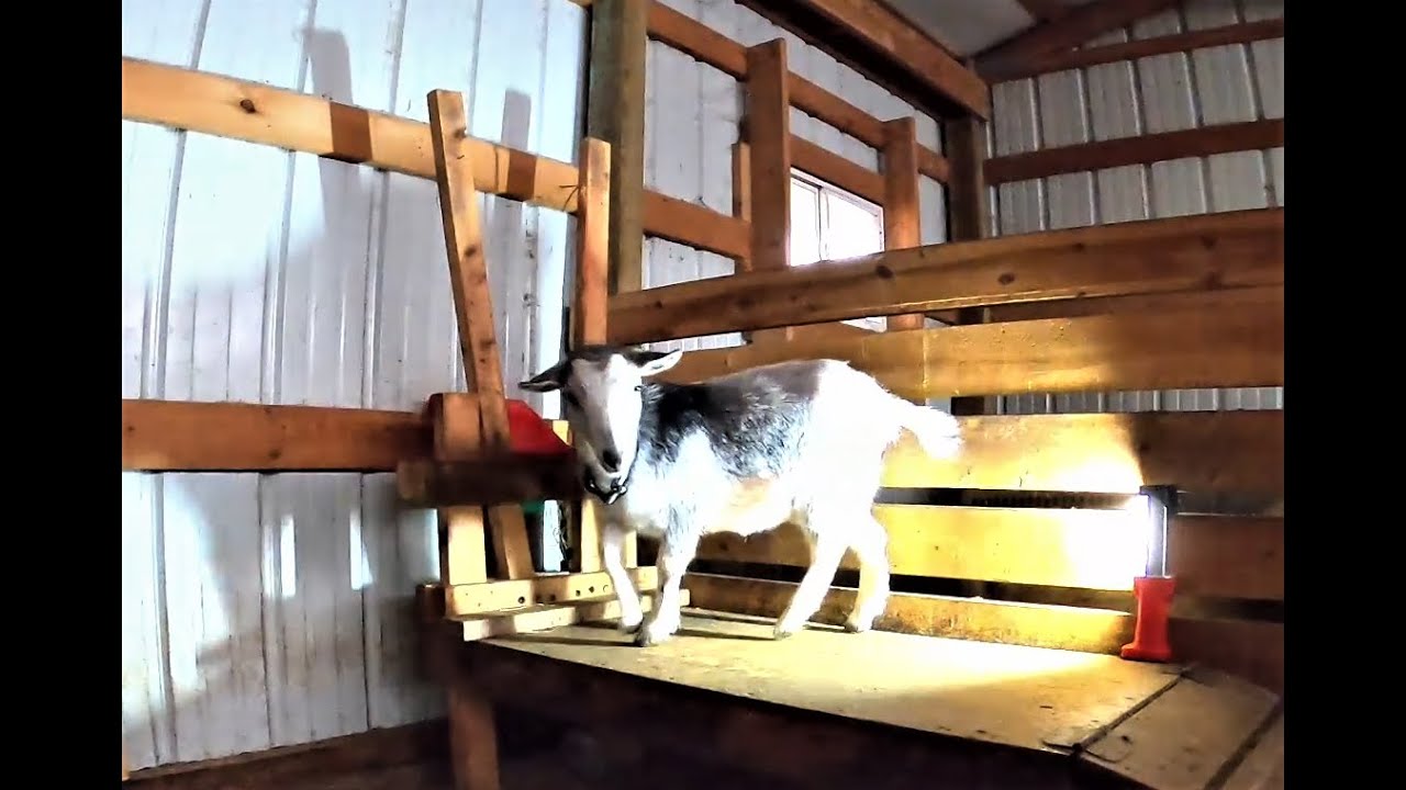 Milking a goat for the first time | Goats first time on the milk stand | Frosty's first milking