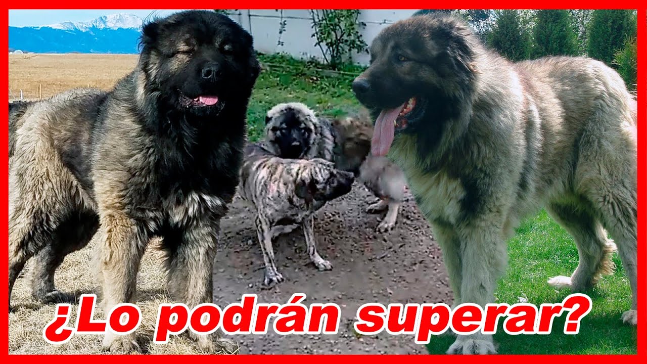 Cómo se ve el BOERBOEL, ROTTWEILER, DOGO al lado del PASTOR CAUCASICO