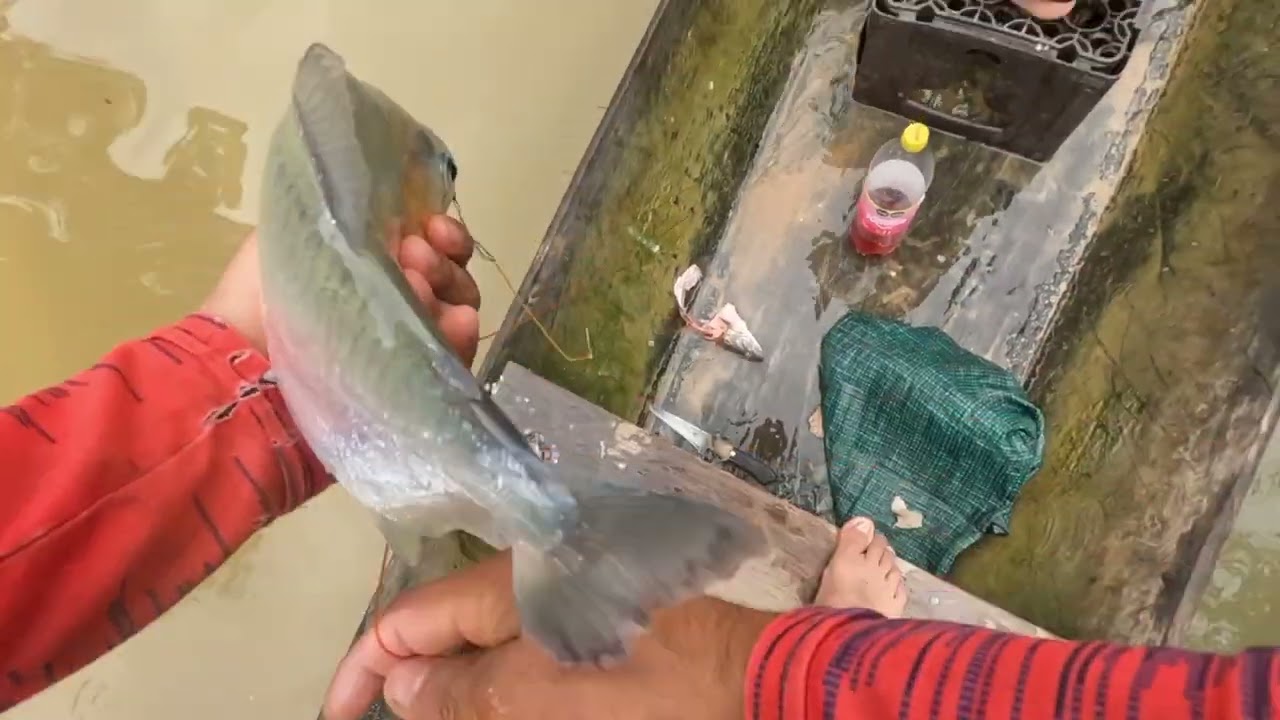 Tortuga mata mata a bordo