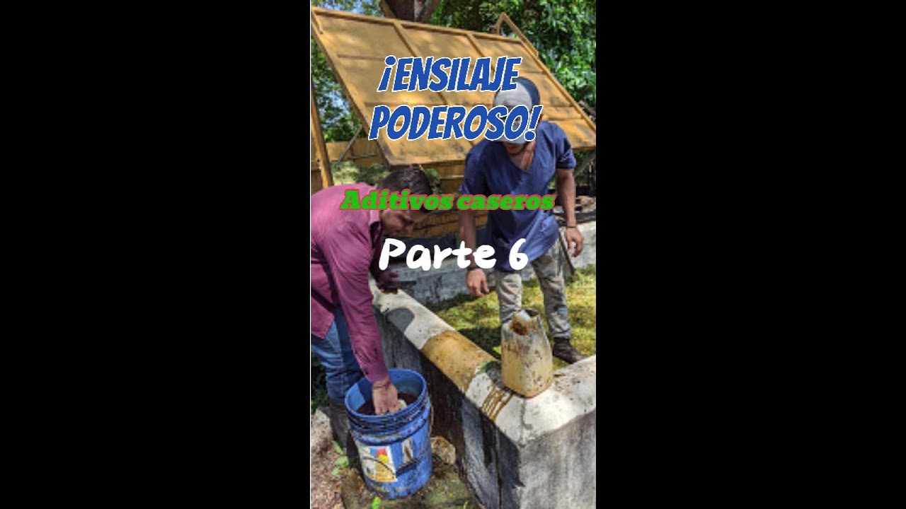Elaboremos aditivos caseros baratos para ensilajes tropicales
