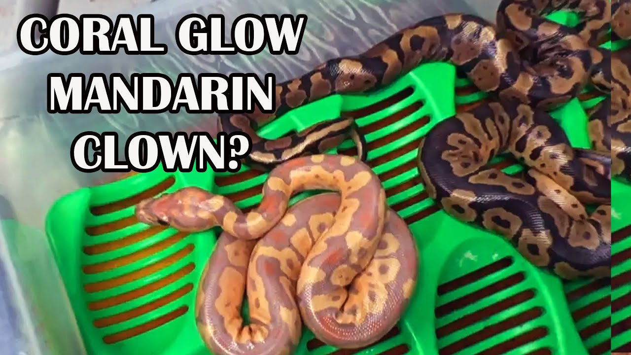 INCREDIBLE MANDARIN CLOWN BALL PYTHON!