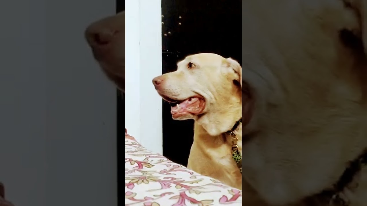 It's His walking time! | Hunter_The_Dudley_Labrador | Hunter & Kitten 