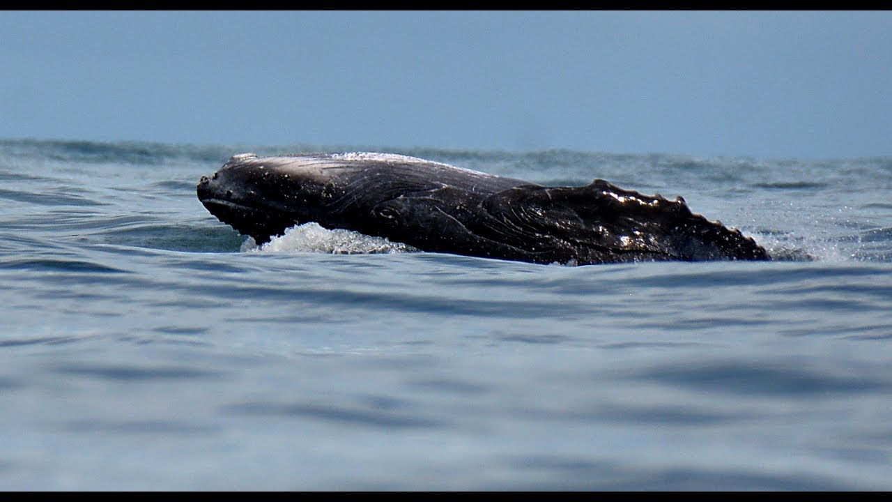 El Pac&iacute;fico vallecaucano, un para&iacute;so que natural