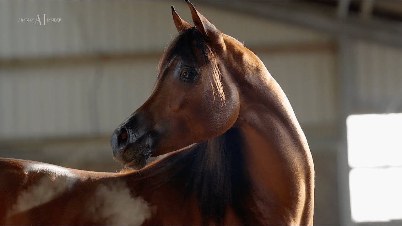 ✨ TARANTINO C ✨ (EL TINO x SCARLETT C), 2020 Colt