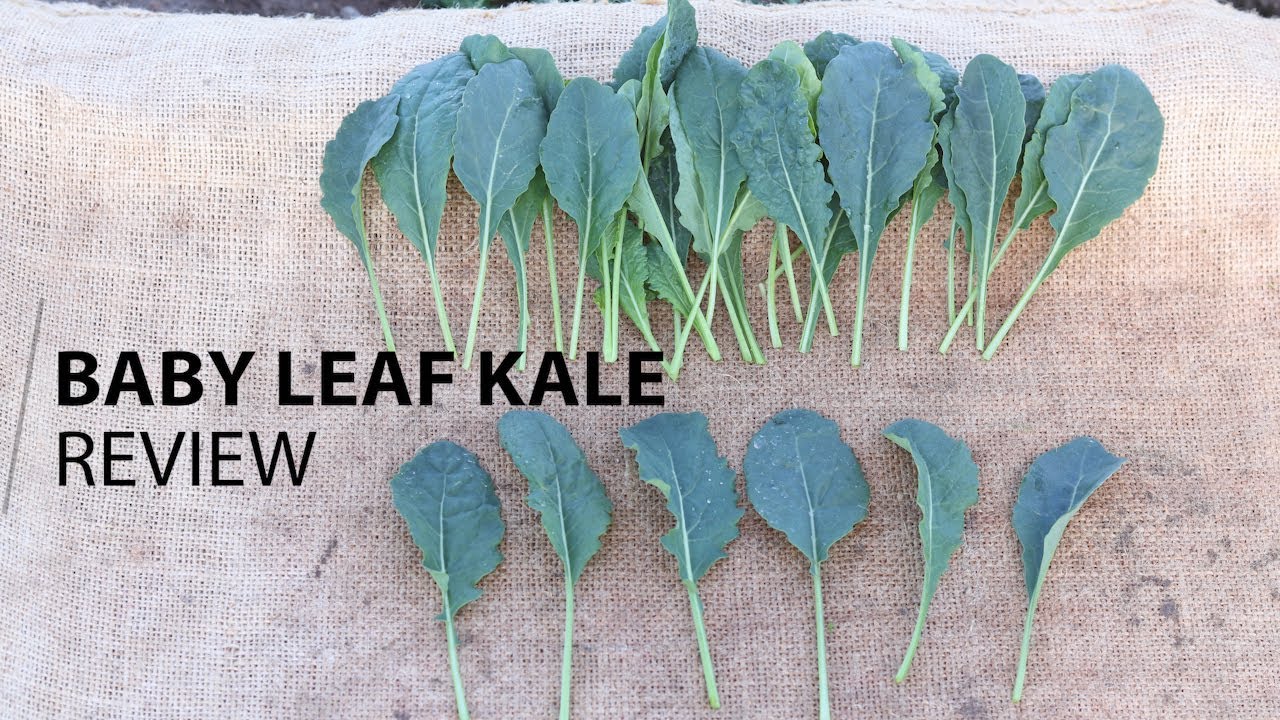 Fairbanks Seeds - Baby Leaf Kale review