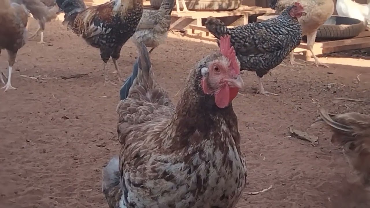 تربية دجاج بلدي البياض مشروع مربح 🦆🐓🦚🐥🦢🐣💚❤️
