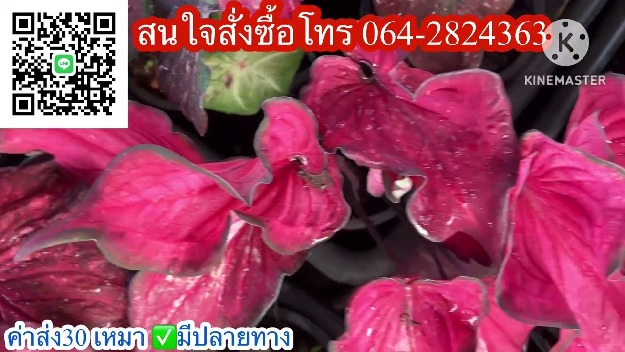 Ep.1292💗 แบ่งบอนสีสวยๆ ทั้งนั้นเลย หลากหลายพันธุ์☎️โทร064-2824363